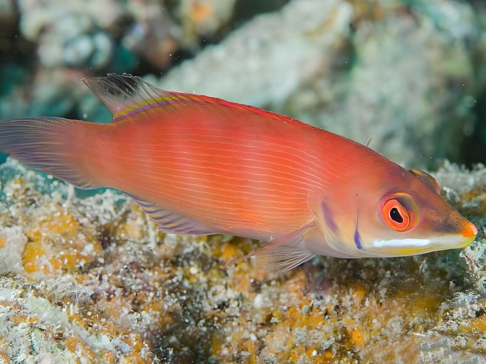 Pyjama Wrasse <br> (<em>Pseudocheilinus evanidus</em>)