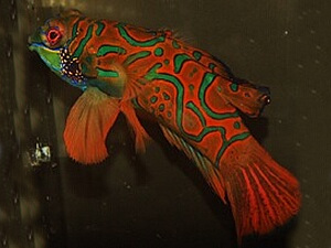 Mandarinfish <br> (<em>Synchiropus splendidus</em>)