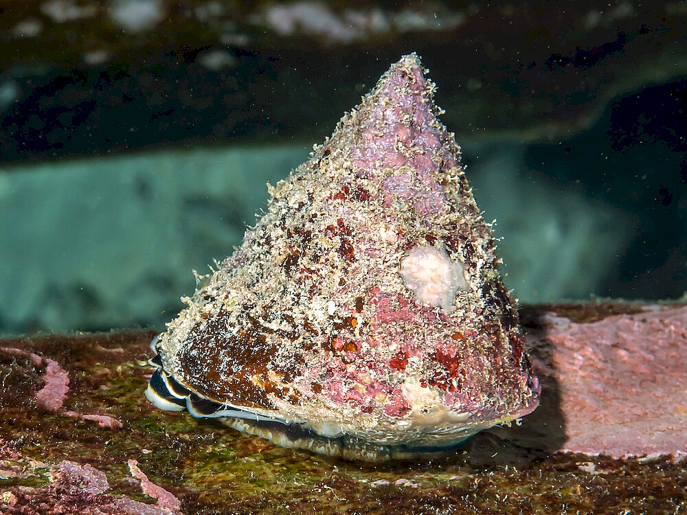 Tectus-pyramis.jpeg Tectus-pyramis.jpeg