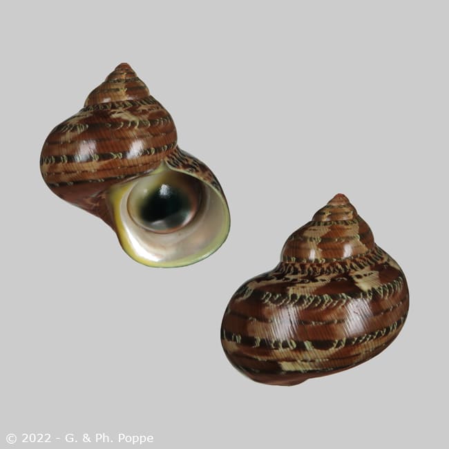 Turbo-petholatus.jpeg