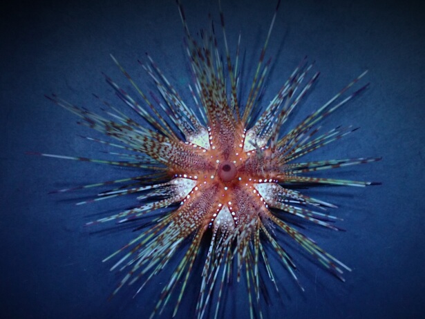 Astropyga_radiata.jpeg