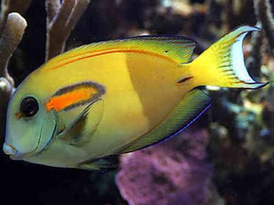 Acanthurus olivaceus.jpeg