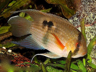 Aequidens maronii.jpeg