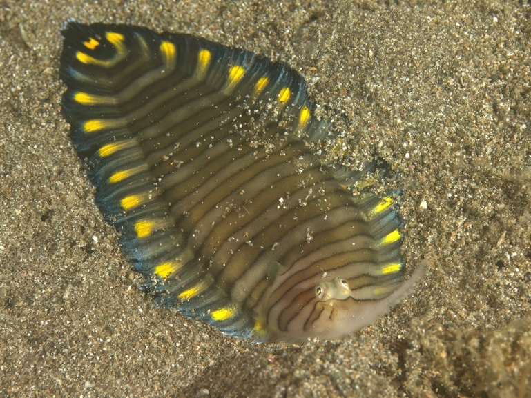 Aesopia cornuta.jpeg