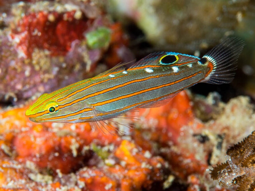 Amblygobius rainfordi.jpeg