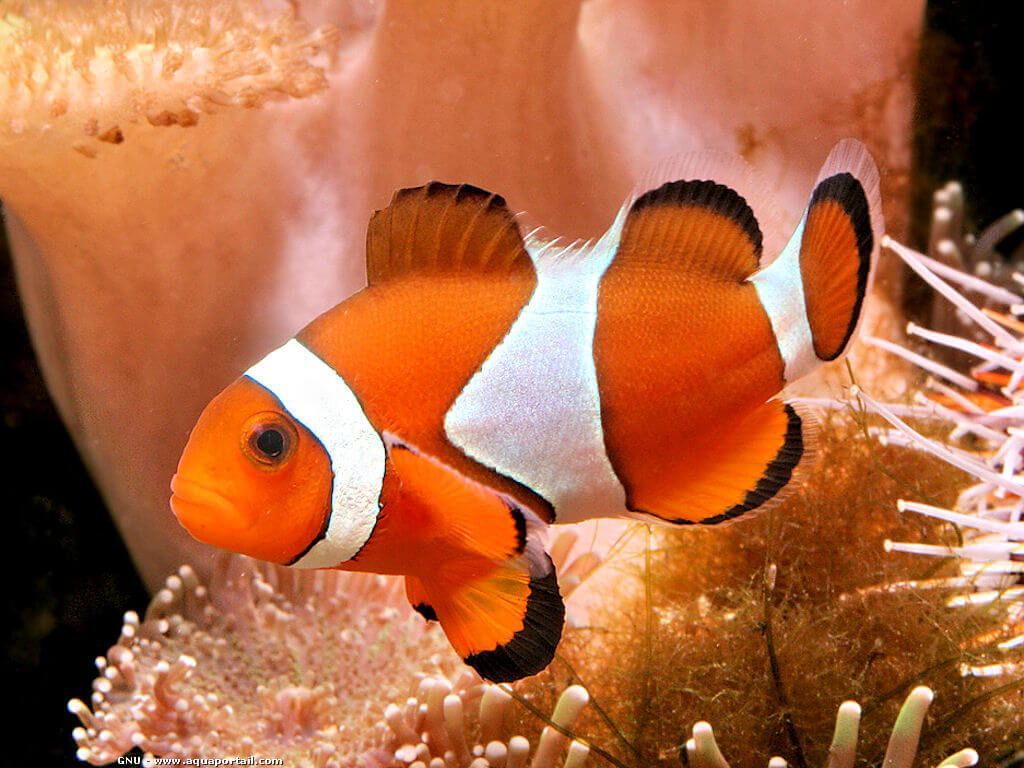 Amphiprion ocellaris 08.jpeg