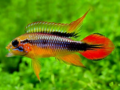 Apistogramma agassizi.jpeg