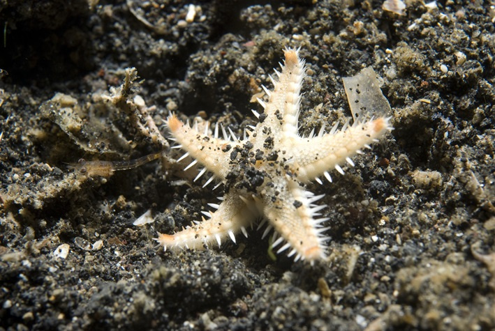 Astropecten polyacanthus.jpeg