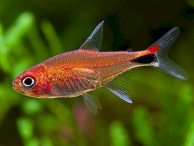 Axelrodia riesei.jpeg