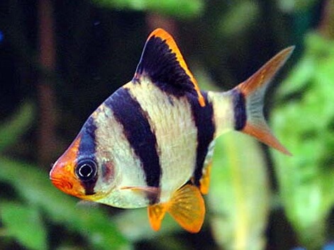 Barbus tetrazona.jpeg