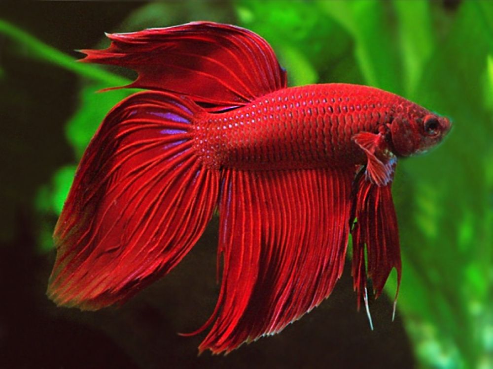 Betta splendens Veiltail Red.jpeg
