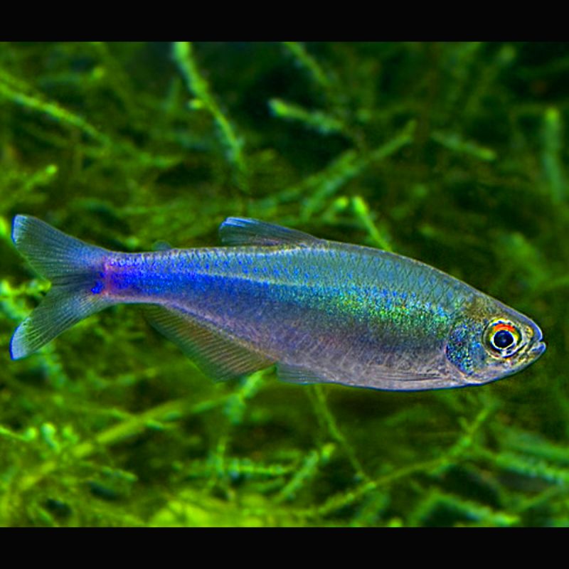 Boehlkea fredcochui.jpeg