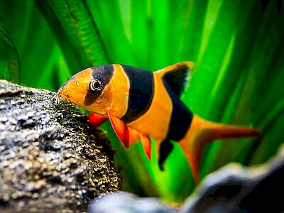 Botia macracantha.jpeg