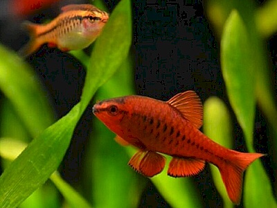 Capoeta titteya.jpeg