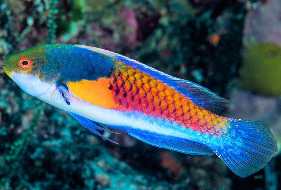 Cirrhilabrus cyanopleura 06.jpeg