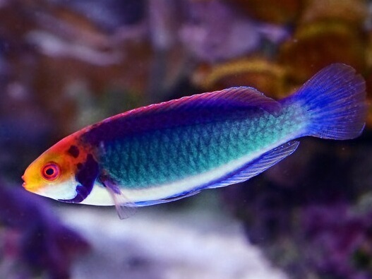 Cirrhilabrus solorensis 03.jpeg