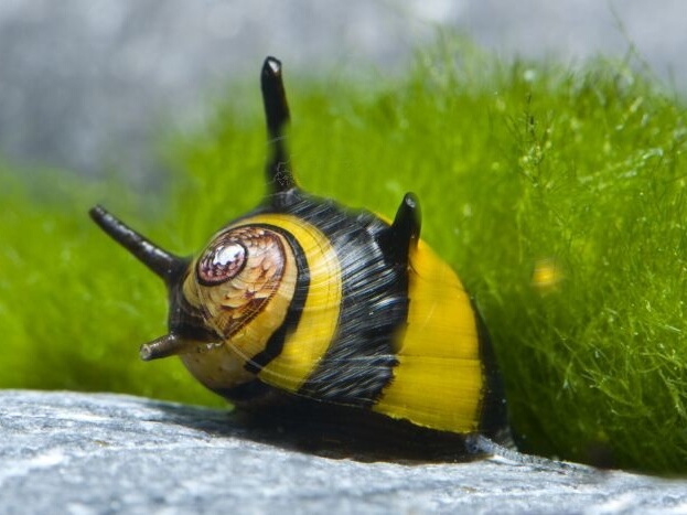 Clithon diadema.jpeg