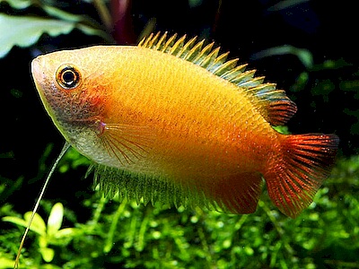 Colisa sota Gold.jpeg