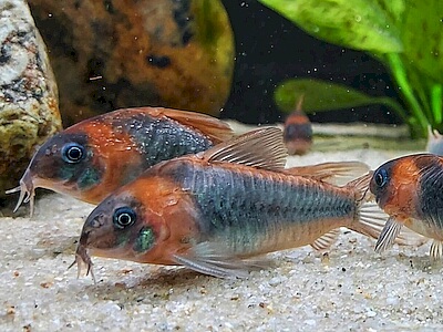 Corydoras egues.jpeg