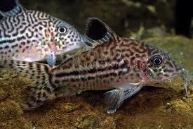 Corydoras julli Leopard.jpeg