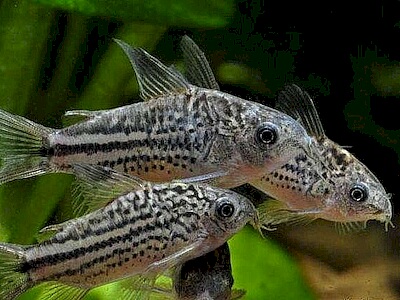 Corydoras nannus.jpeg