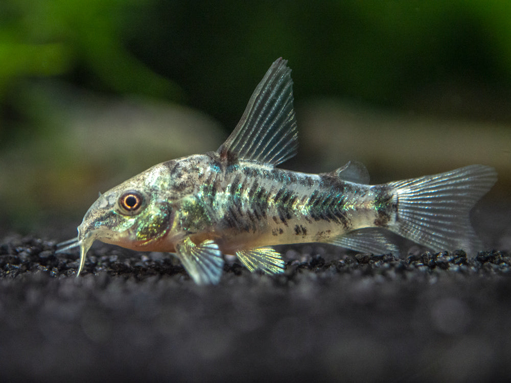 Corydoras paleatus Blue Lopard.jpeg