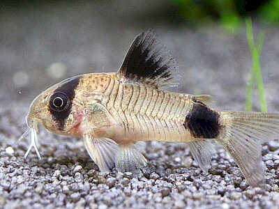 Corydoras panda.jpeg