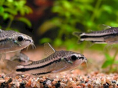 Corydoras pygmaeus.jpeg