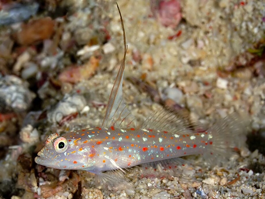 Ctenogobiops tangaroai.jpeg