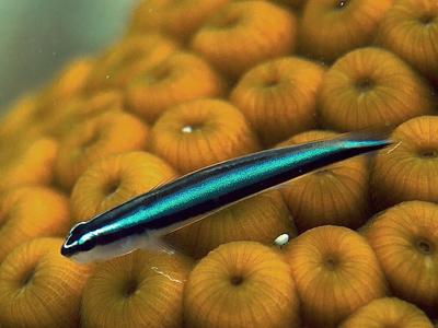 Elacatinus oceanops.jpeg