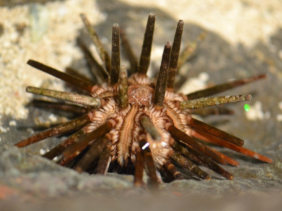 Eucidaris tribuloides.jpeg