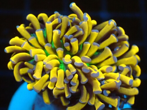 Euphyllia cristata Holy banana.jpeg