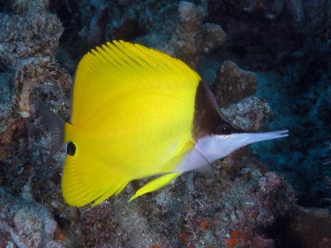 Forcipiger flavissimus.jpeg