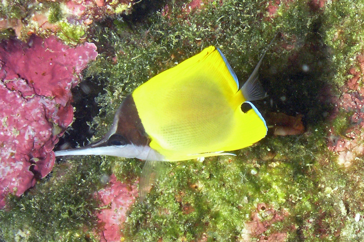 Forcipiger longirostris.jpeg