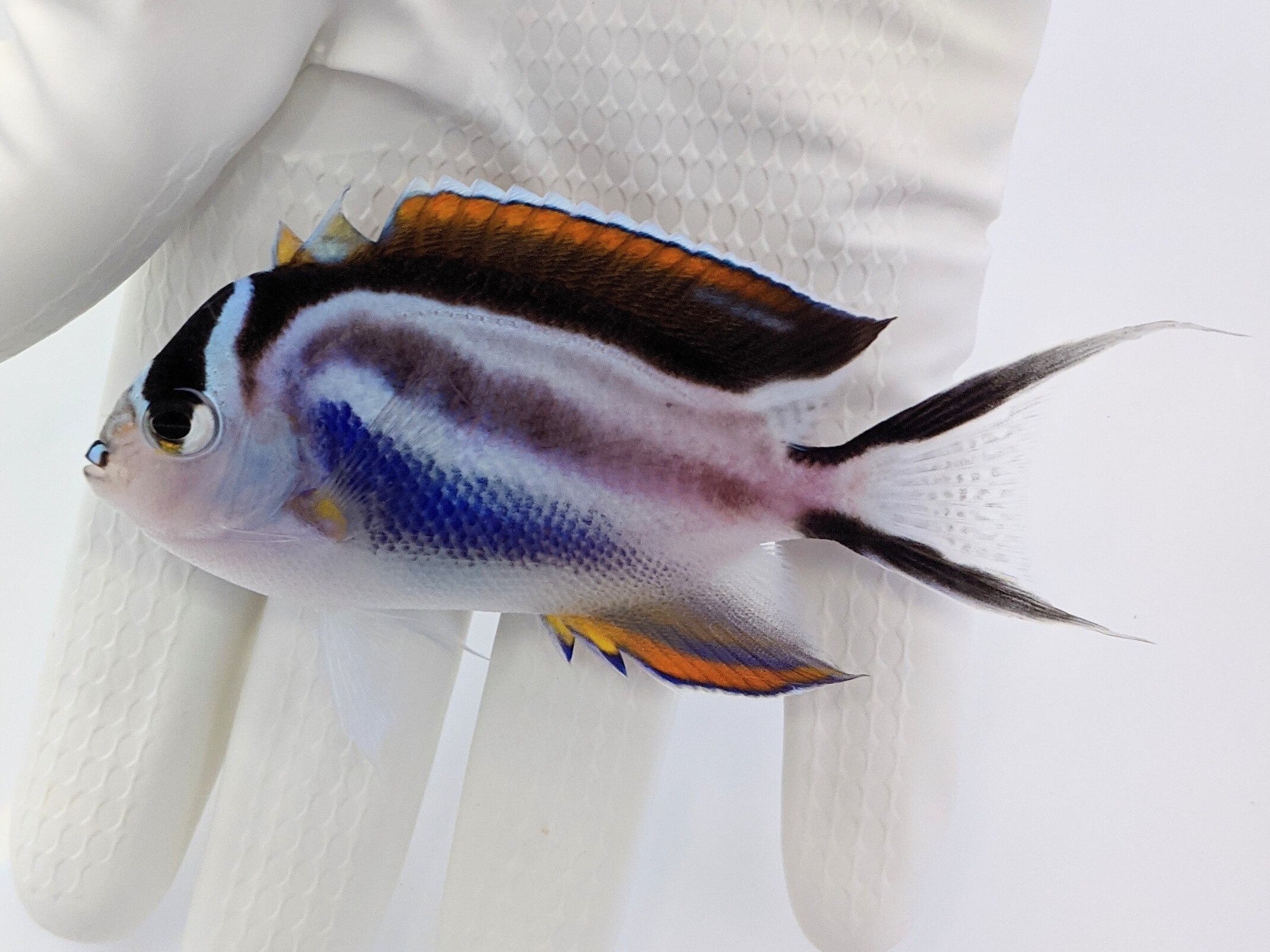 Genicanthus bellus 05.jpeg