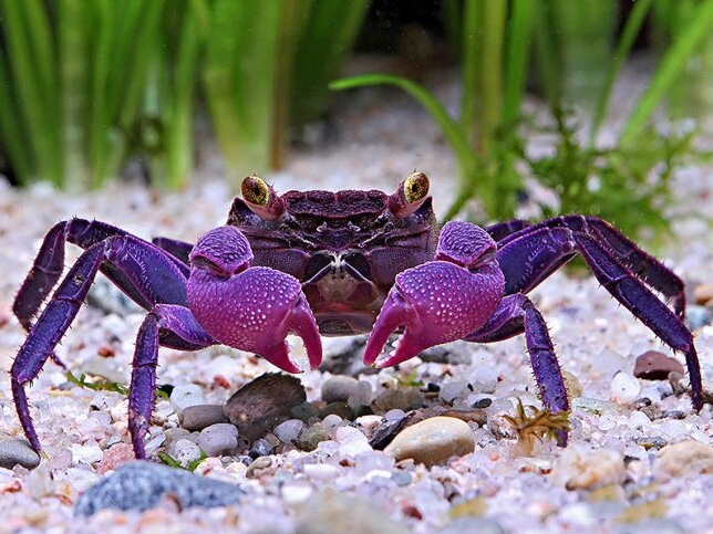 Geosesarma dennerle.jpeg