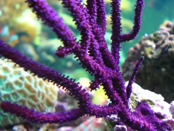 Grgonia purple 02.jpeg