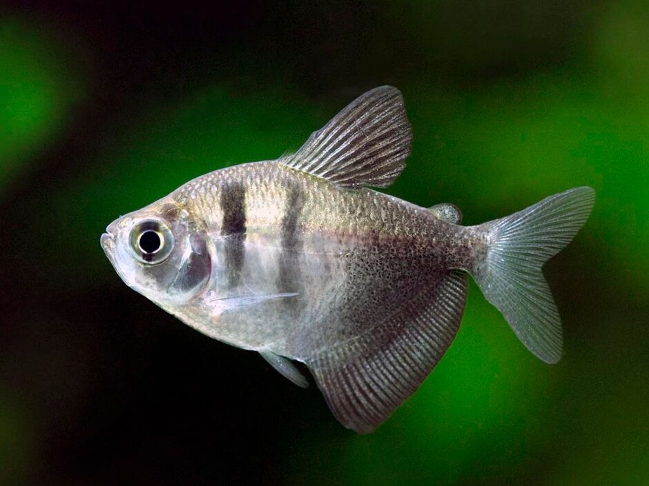 Gymnocorymbus ternetzi.jpeg