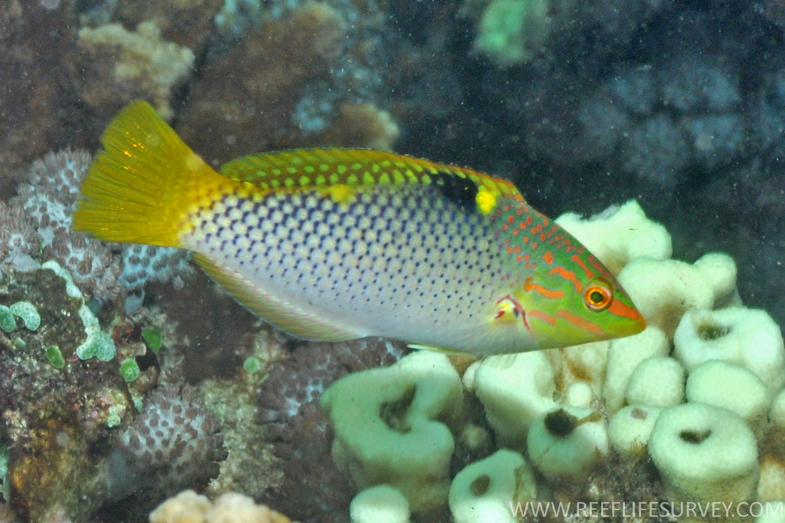 Halichoeres hortulanus 02.jpeg