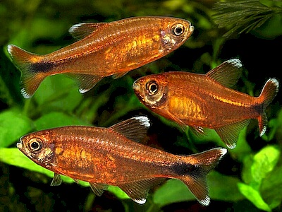 Hasemania nana marginata.jpeg