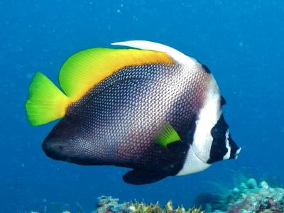 Heniochus singularis 2.jpeg