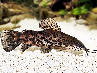 Hoplosternum thoracatum.jpeg