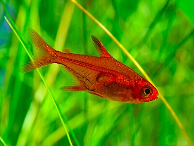 Hyphessobrycon amandae.jpeg