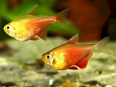 Hyphessobrycon flammeus.jpeg