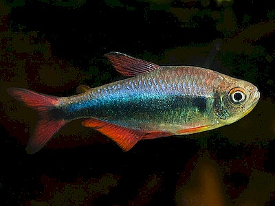 Hyphessobrycon margitae.jpeg