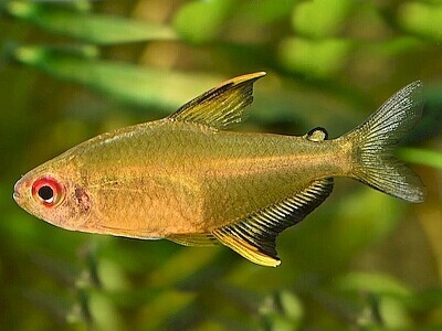 Hyphessobrycon pulchripinnis.jpeg