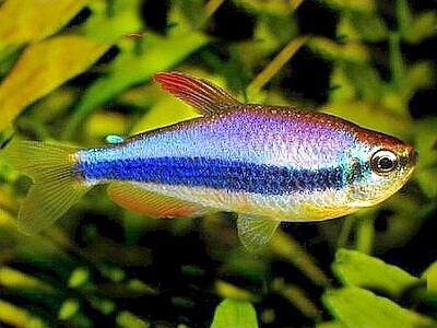 Inpaichthys kerri.jpeg