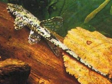 Loricaria filamentosa.jpeg