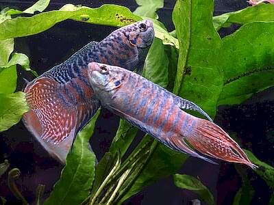 Macropodus opercularis.jpeg