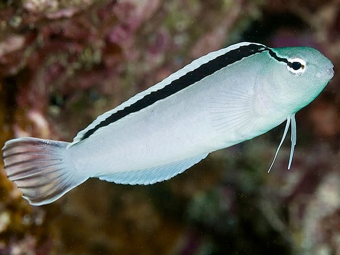 Meiacanthus smithi 03.jpeg